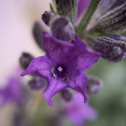 Close-up of purple flowers blooming