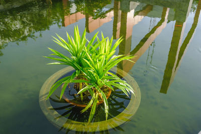 High angle view of plants by lake