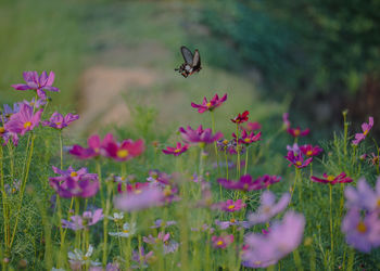 Close-up of butterfly pollinating on pink flower