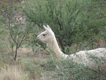 Donkey standing on field
