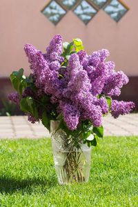 Close-up of purple flowers