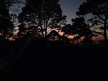 Low angle view of silhouette trees against sky at night