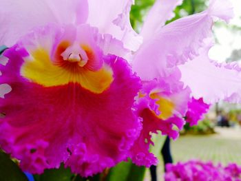 Close-up of pink flower blooming outdoors
