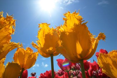 Low angle view of yellow flowers