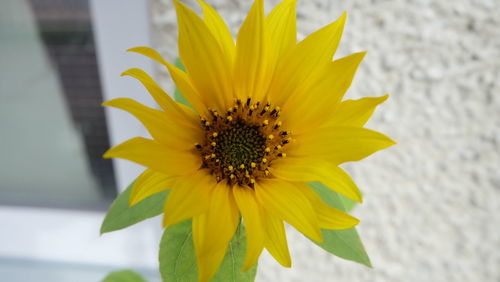 Close-up of yellow flower