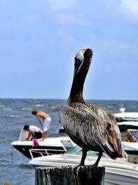 Close-up of pelican perching on sea against clear sky