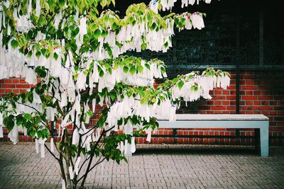 Plant growing on a wall