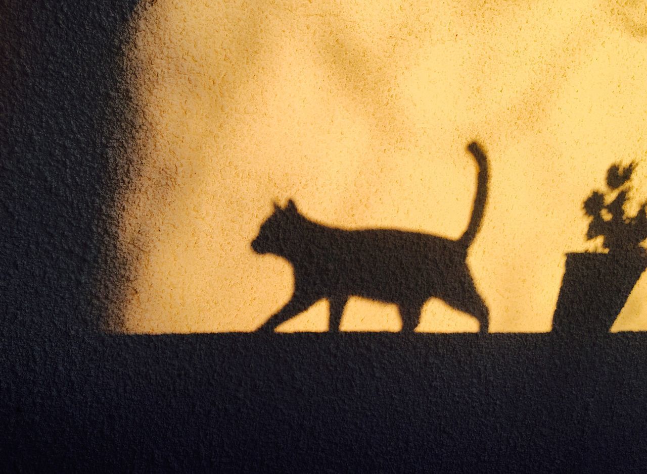 Yellow cat shadow