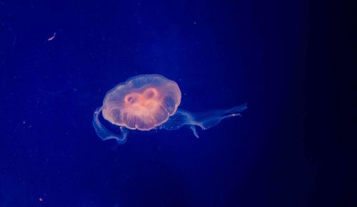 Close-up of jellyfish in water