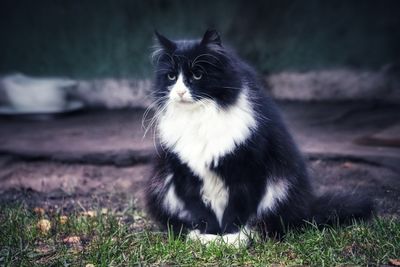 Black cat sitting on field