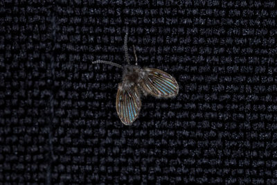 Close-up of butterfly perching on black background