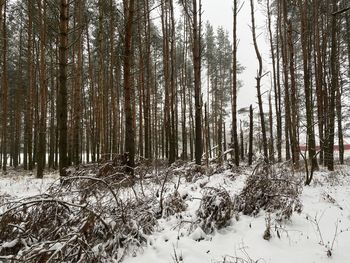 Trees in forest during winter