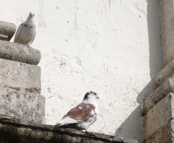 Pigeons perching on wall