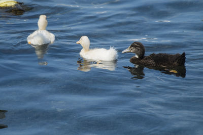 Ducks swimming in lake