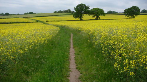 Scenic view of field against sky