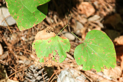 High angle view of green leaf on field