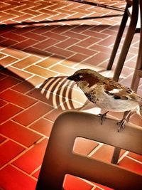 Low section of bird perching on tiled floor