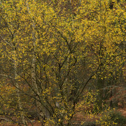 Full frame shot of trees during autumn