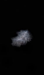 Close-up of feather against black background