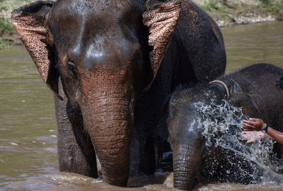 View of elephant drinking water