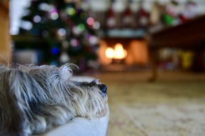 Close-up of dog sleeping