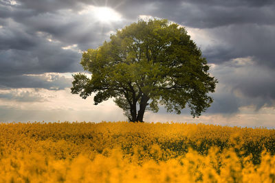 Single tree in a rapeseed field with dramatic sky on the swedish countryside in scania, sweden. 