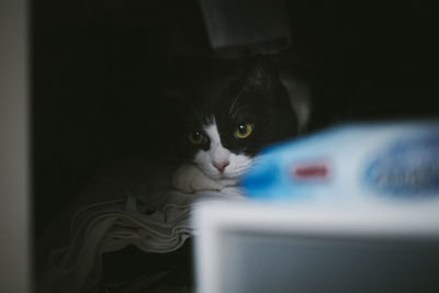 Close-up portrait of a cat