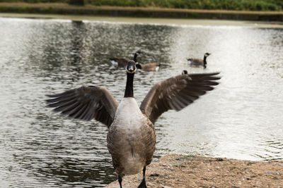 Birds flying over a lake