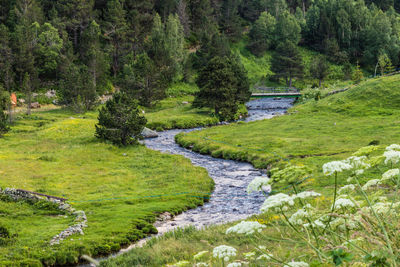 River amidst trees in forest