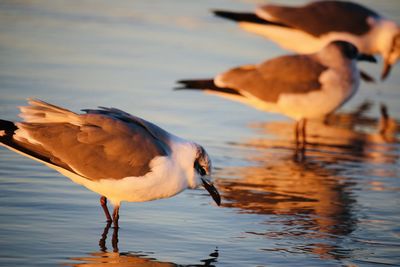 Close-up of seagull flying over lake