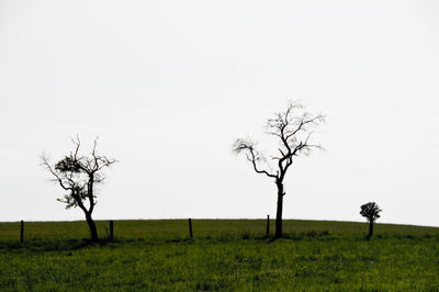 Bare tree on landscape against clear sky
