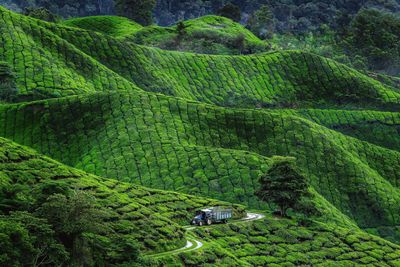 High angle view of trees growing on land