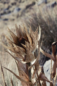 Close-up of dried plant on field