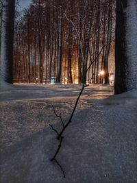Bare trees in winter at night