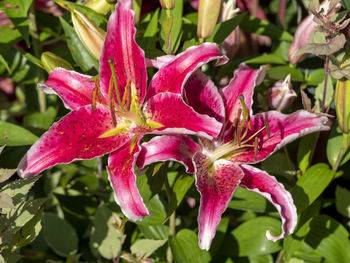 Close-up of pink flowering plant