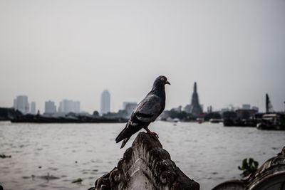 Pigeon perching against river