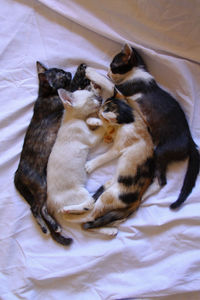High angle view of cats on bed