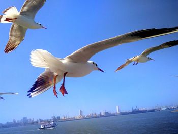 Low angle view of seagulls flying against clear blue sky