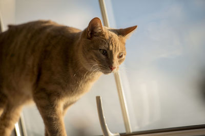 Close-up of a cat looking away