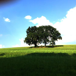 Trees on field against sky