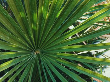 Full frame shot of palm leaf