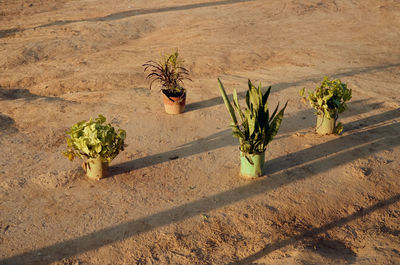 High angle view of potted plants on field