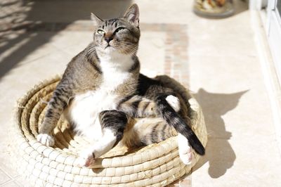 High angle view of cat in basket
