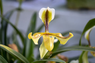 Close-up of yellow flowering plant