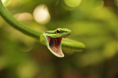 Close-up of grasshopper on leaf