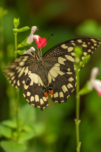 Close-up of butterfly pollinating on flower