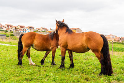 Two brown horses embracing showing affection. ajo, cantabria.