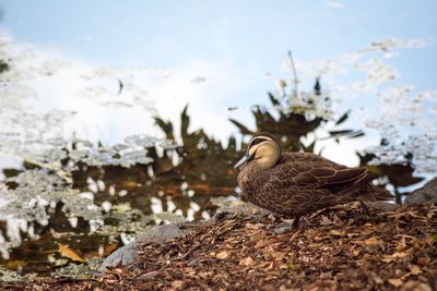 Duck by the water 