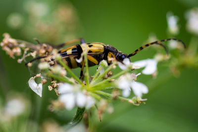 Close-up of insect on flower