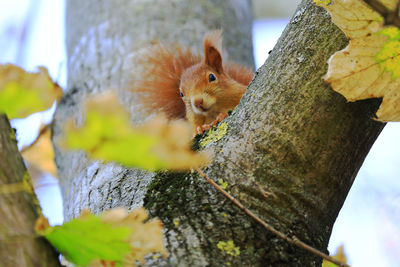 Red squirrel on a tree